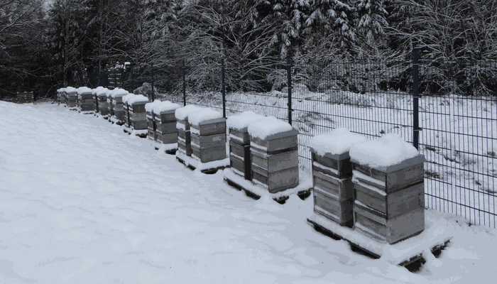 Den Milben den Rest geben und erfolgreich ins Frühjahr starten (Imkerkurs mit Dr. Pia Aumeier - Modul 8)