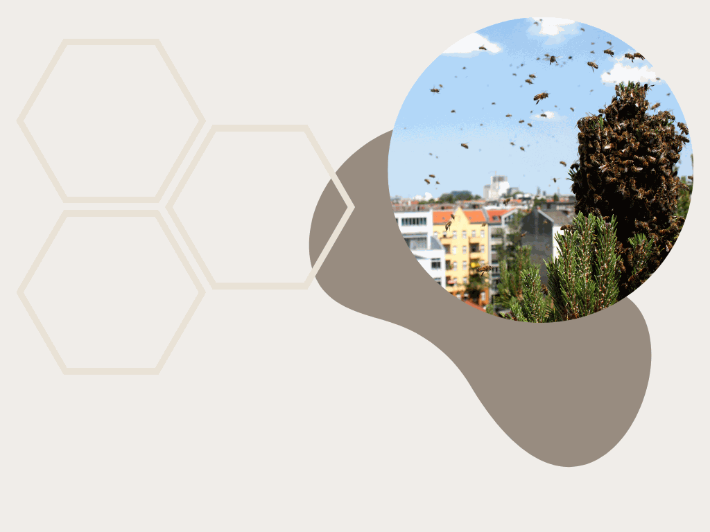 Odoo-Bild für Slider