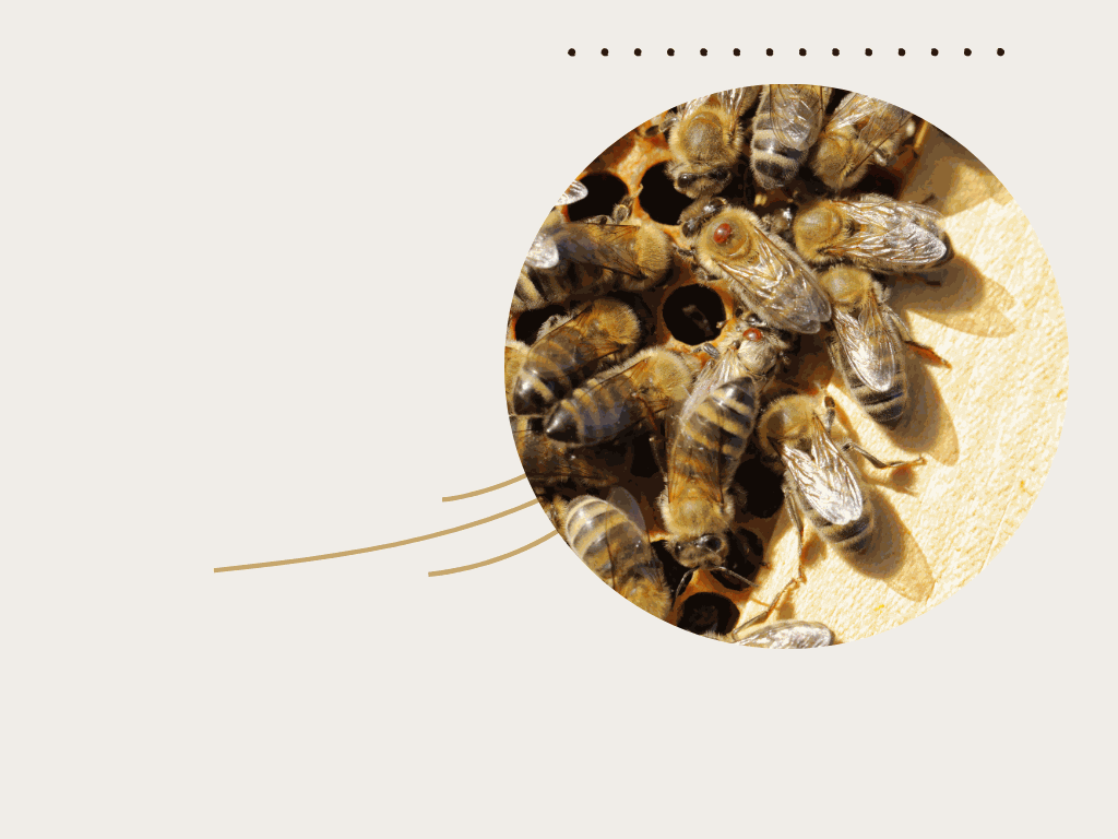 Odoo-Bild für Slider